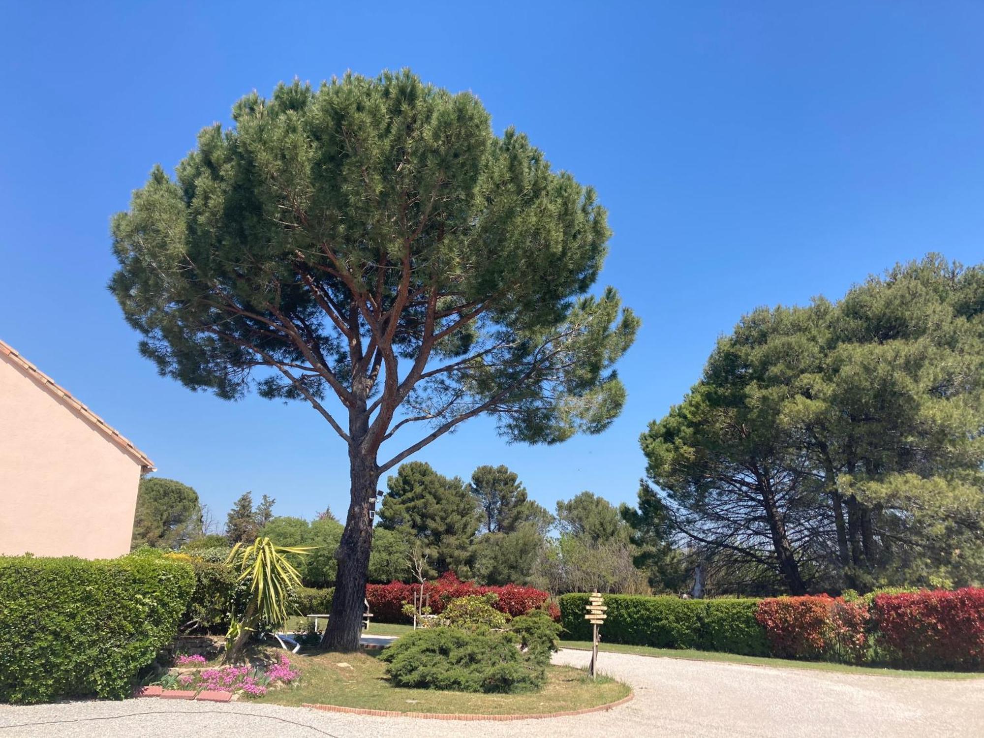 Les Bougainvillees De Camargue Villetelle Exteriér fotografie